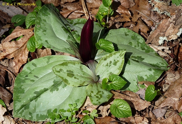 {Trillium decumbens}